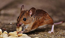 24 Hour & Emergency Exterminators in Lewiston, NE